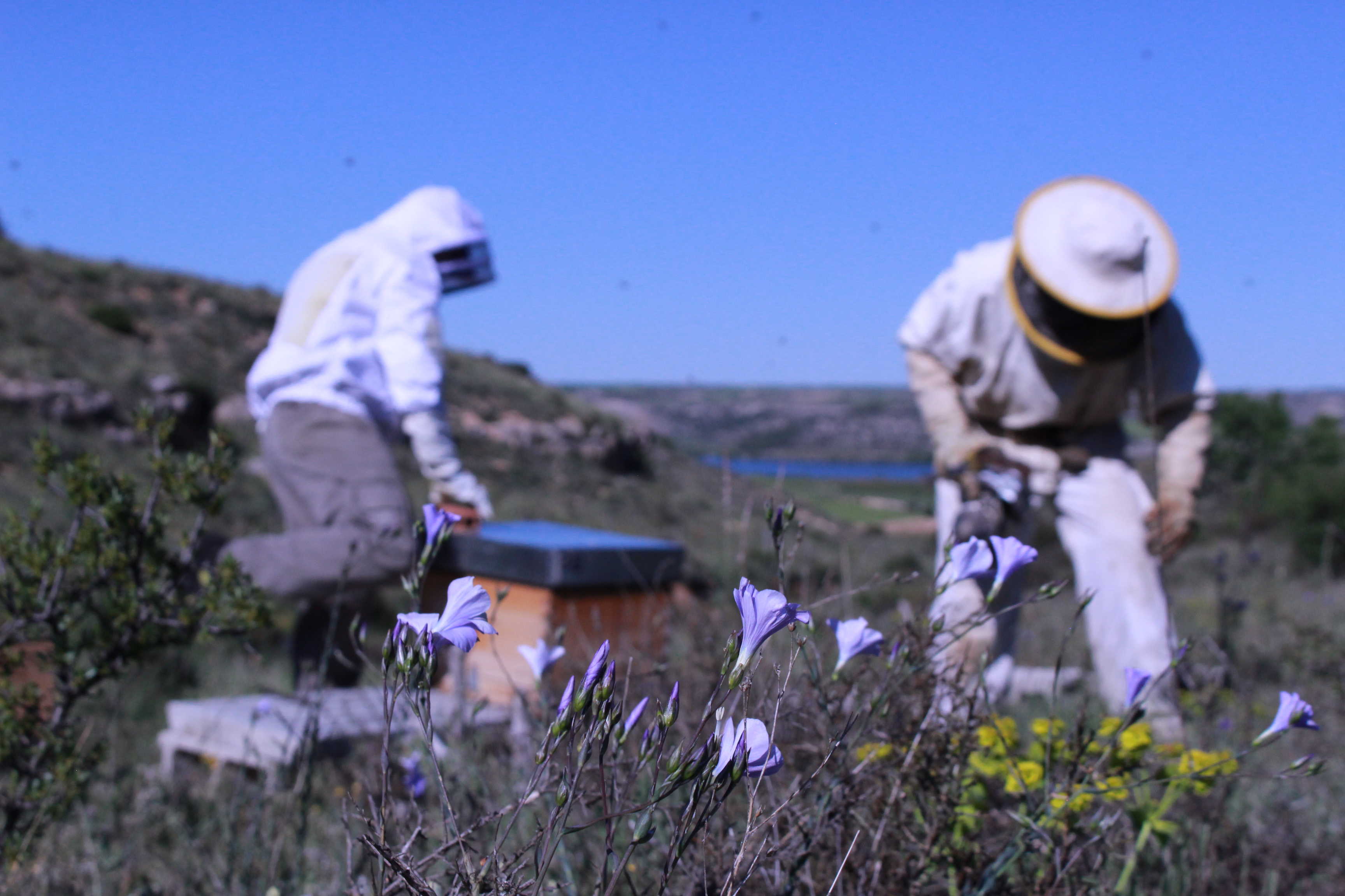 Pasión por la apicultura